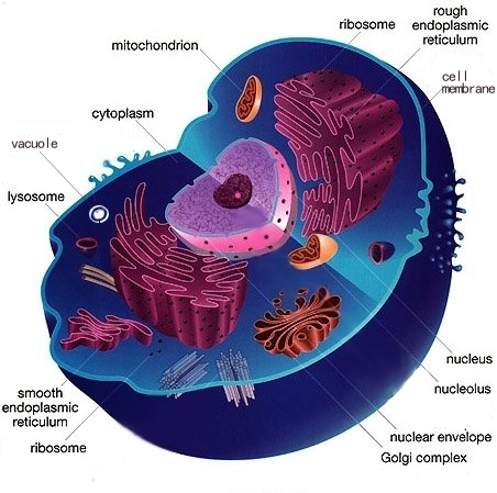 animal cell organelles diagram. animal cells parts